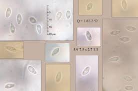 Attēlu rezultāti vaicājumam “Hyphodiscus hymeniophilus”