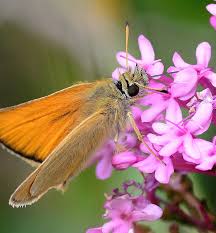 Attēlu rezultāti vaicājumam “Thymelicus sylvestris underside”