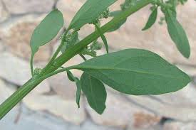 Attēlu rezultāti vaicājumam “Chenopodium album leaf”