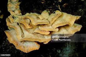 Attēlu rezultāti vaicājumam “Phlebia tremellosa”