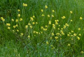 Attēlu rezultāti vaicājumam “Sinapis arvensis”