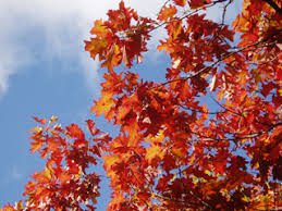 Attēlu rezultāti vaicājumam “Quercus rubra”