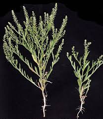 Attēlu rezultāti vaicājumam “Lepidium densiflorum flower”