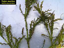 Attēlu rezultāti vaicājumam “Najas marina leaf”