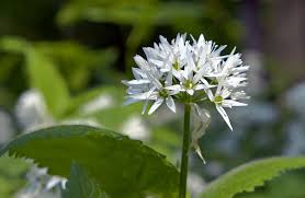 Attēlu rezultāti vaicājumam “Allium ursinum flower”