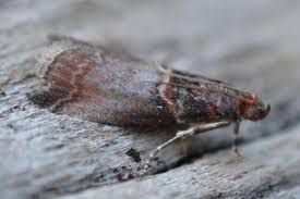 Attēlu rezultāti vaicājumam “Acrobasis advenella”