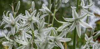 Attēlu rezultāti vaicājumam “Ornithogalum umbellatum flower”