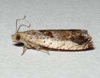 Attēlu rezultāti vaicājumam “Epinotia ramella”