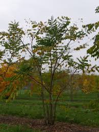 Attēlu rezultāti vaicājumam “Gymnocladus dioicus bud”