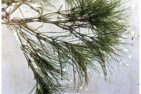 Attēlu rezultāti vaicājumam “Najas tenuissima leaf”