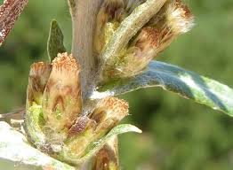 Attēlu rezultāti vaicājumam “Gnaphalium sylvaticum”