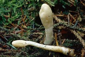 Attēlu rezultāti vaicājumam “Podostroma leucopus”