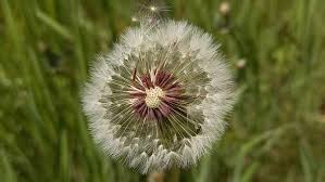 Attēlu rezultāti vaicājumam “Taraxacum officinale aggr.”