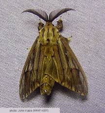 Attēlu rezultāti vaicājumam “Psychidae”