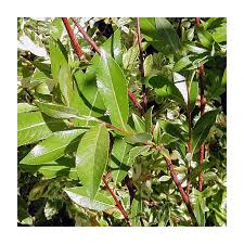 Attēlu rezultāti vaicājumam “Salix daphnoides subsp. acutifolia bud”