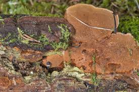 Attēlu rezultāti vaicājumam “Phellinus chrysoloma”
