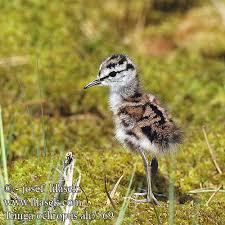 Attēlu rezultāti vaicājumam “Tringa ochropus”