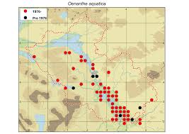 Attēlu rezultāti vaicājumam “Oenanthe aquatica fruit”