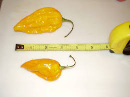 Afbeeldingsresultaat voor yellow fratali hot pepper