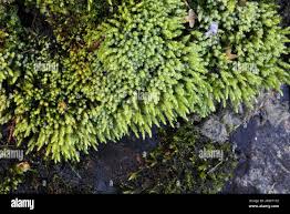 Attēlu rezultāti vaicājumam “Philonotis”