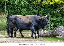 Attēlu rezultāti vaicājumam “Bos primigenius taurus”