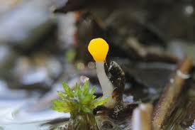 Attēlu rezultāti vaicājumam “Mitrula paludosa”