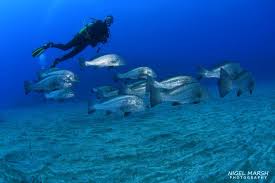Image result for Canary Divers
