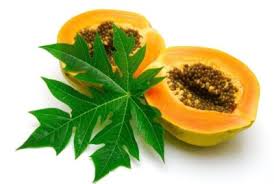 Image result for Carica papaya
