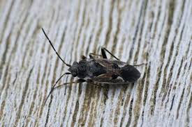 Image result for Rhyparochromus