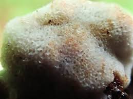 Attēlu rezultāti vaicājumam “Physisporinus sanguinolentus”