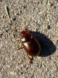 Attēlu rezultāti vaicājumam “Chrysolina staphylaea”