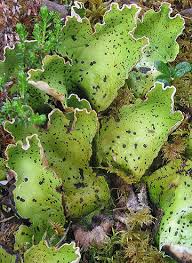 Attēlu rezultāti vaicājumam “Peltigera aphthosa”