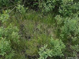 Attēlu rezultāti vaicājumam “Carex echinata”