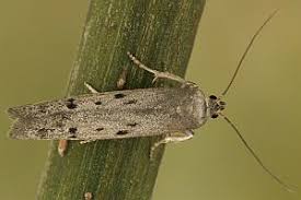 Attēlu rezultāti vaicājumam “Chimabachidae”