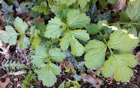 Attēlu rezultāti vaicājumam “Geum urbanum leaf”