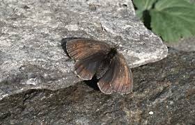 Attēlu rezultāti vaicājumam “Erebia ligea upperside”