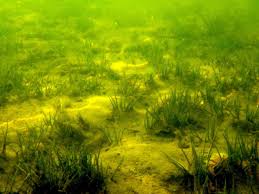 Attēlu rezultāti vaicājumam “Isoetes lacustris leaf”