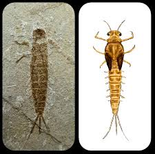 Attēlu rezultāti vaicājumam “Ephemeroptera larvae”