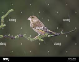 Attēlu rezultāti vaicājumam “Chloris chloris female”