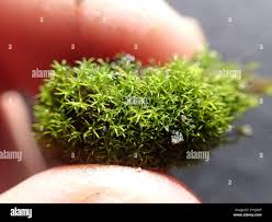 Attēlu rezultāti vaicājumam “Gymnostomum aeruginosum”