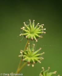 Attēlu rezultāti vaicājumam “Filipendula vulgaris bud”