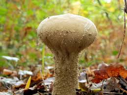 Attēlu rezultāti vaicājumam “Calvatia excipuliformis”