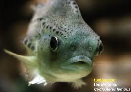 Image result for Cyclopterus lumpus