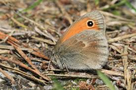 Attēlu rezultāti vaicājumam “Coenonympha pamphilus underside”
