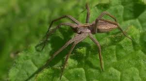 Attēlu rezultāti vaicājumam “Pisaura mirabilis male”