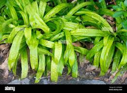 Attēlu rezultāti vaicājumam “Clavulinopsis cinerioides”