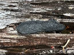 Attēlu rezultāti vaicājumam “Fuligo licentii”