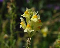 Image result for Linaria vulgaris