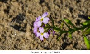 Attēlu rezultāti vaicājumam “Cakile maritima subsp. baltica flower”