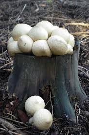 Attēlu rezultāti vaicājumam “Lycoperdon pyriforme”